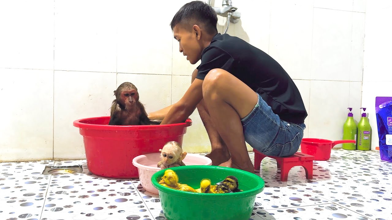 Too Funny! Bath Time Chaos With CUTIS and the Baby Ducklings