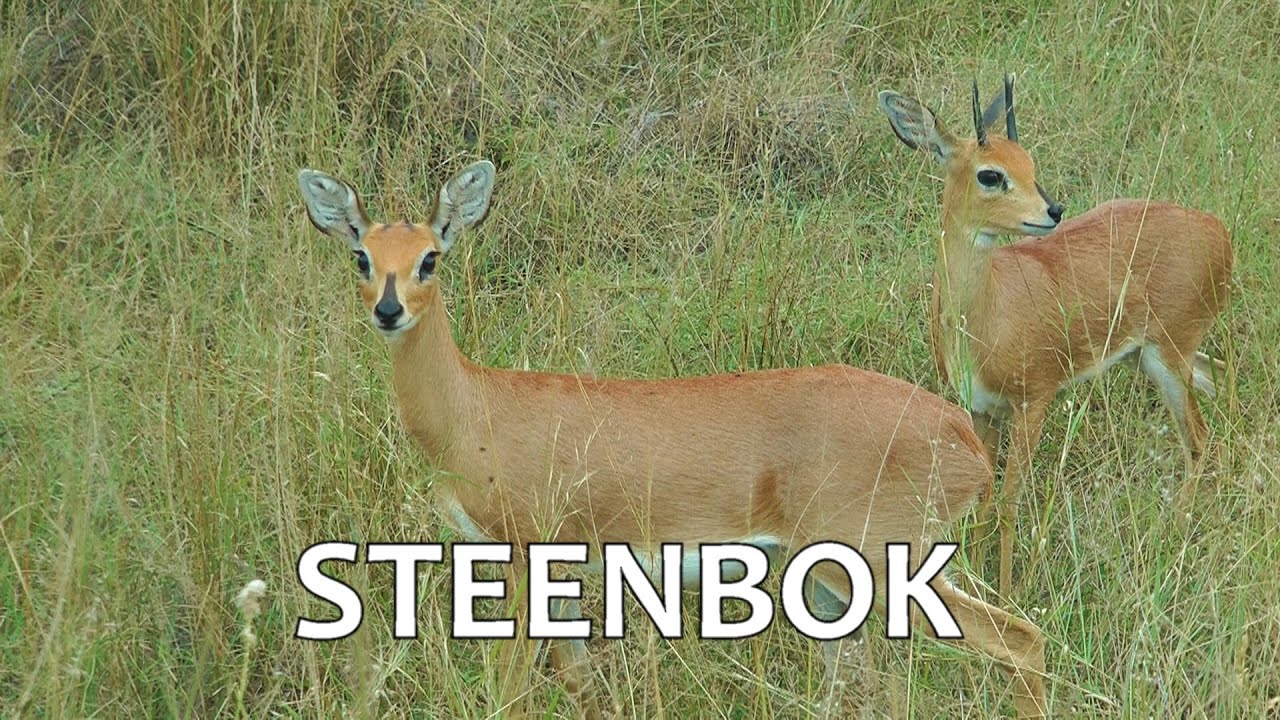 SOUTH AFRICA Steenbok antelope (Kruger national park)