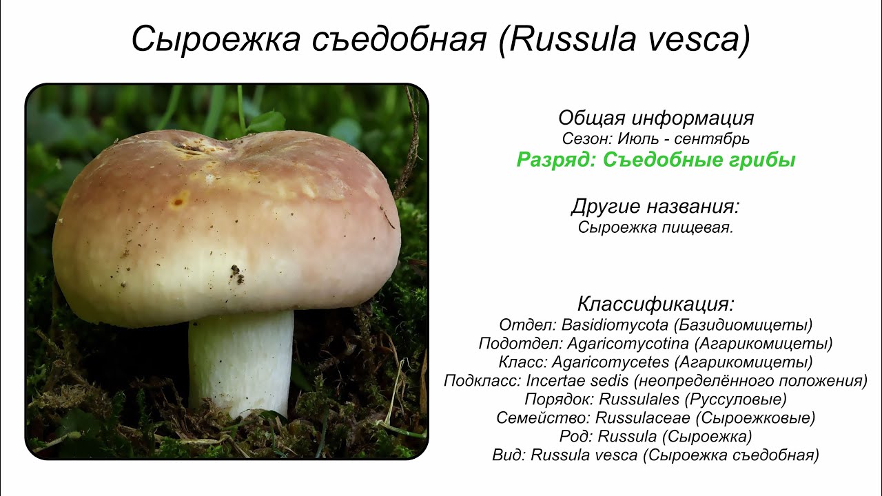 Сыроежка съедобная (Russula vesca)
