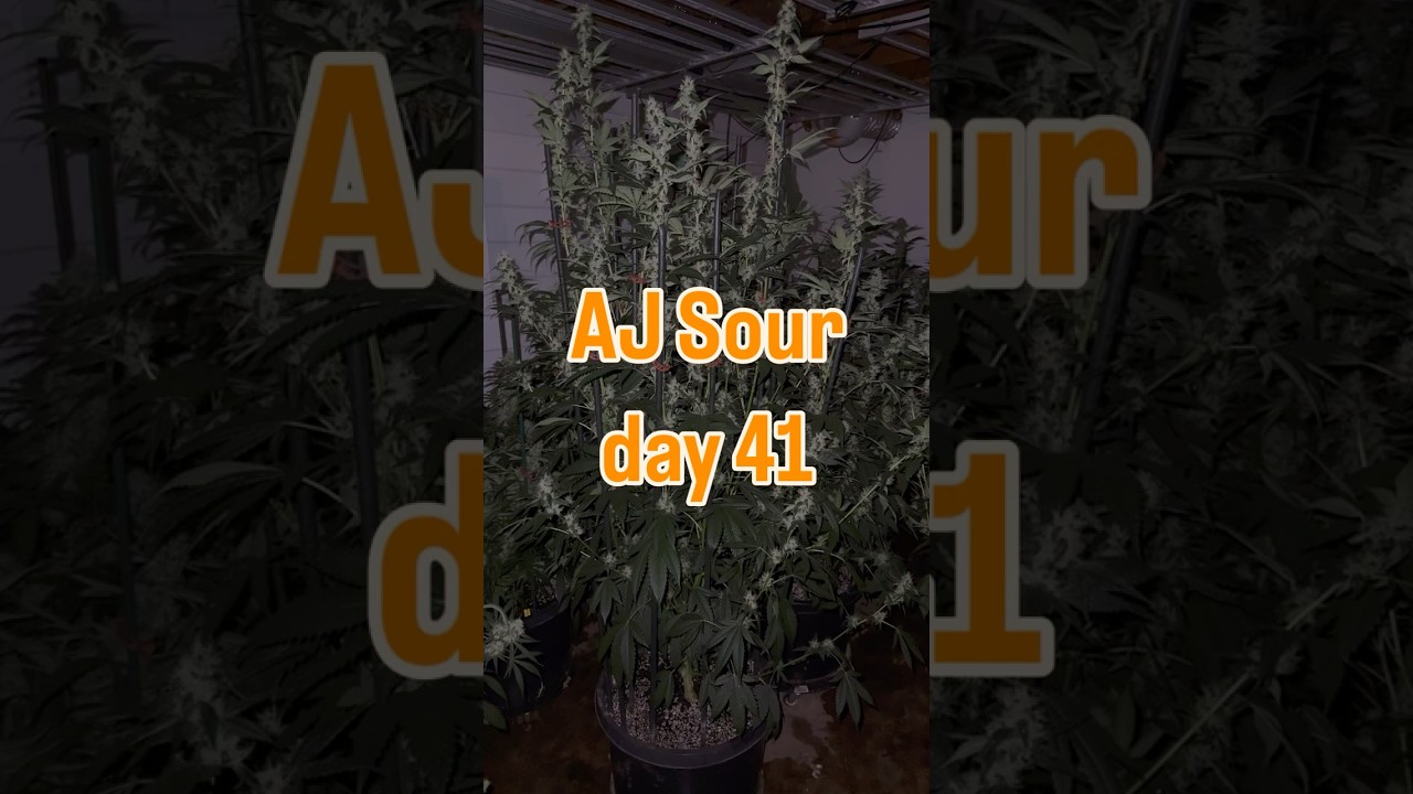 AJ Sour Diesel day 41