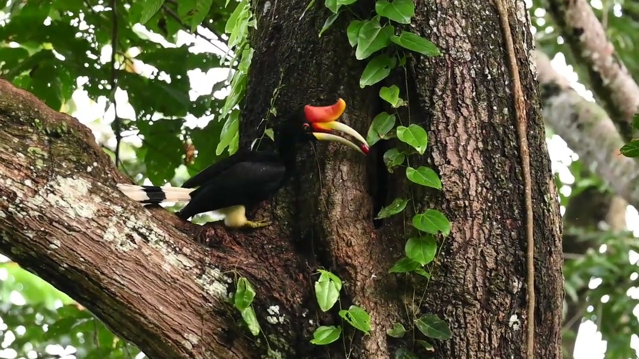 Rhinoceros Hornbill (female feeding)