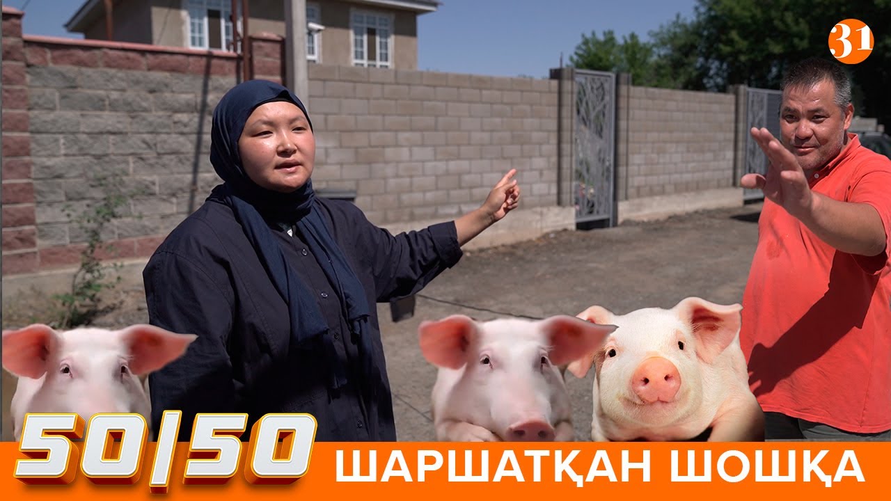 50/50: ШАРШАТҚАН ШОШҚА