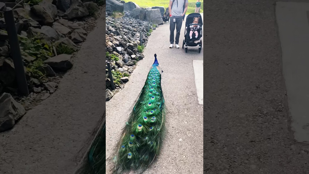This is my Turf! One fearless Peacock🦚 at Zurich Zoo #zurich #zoo