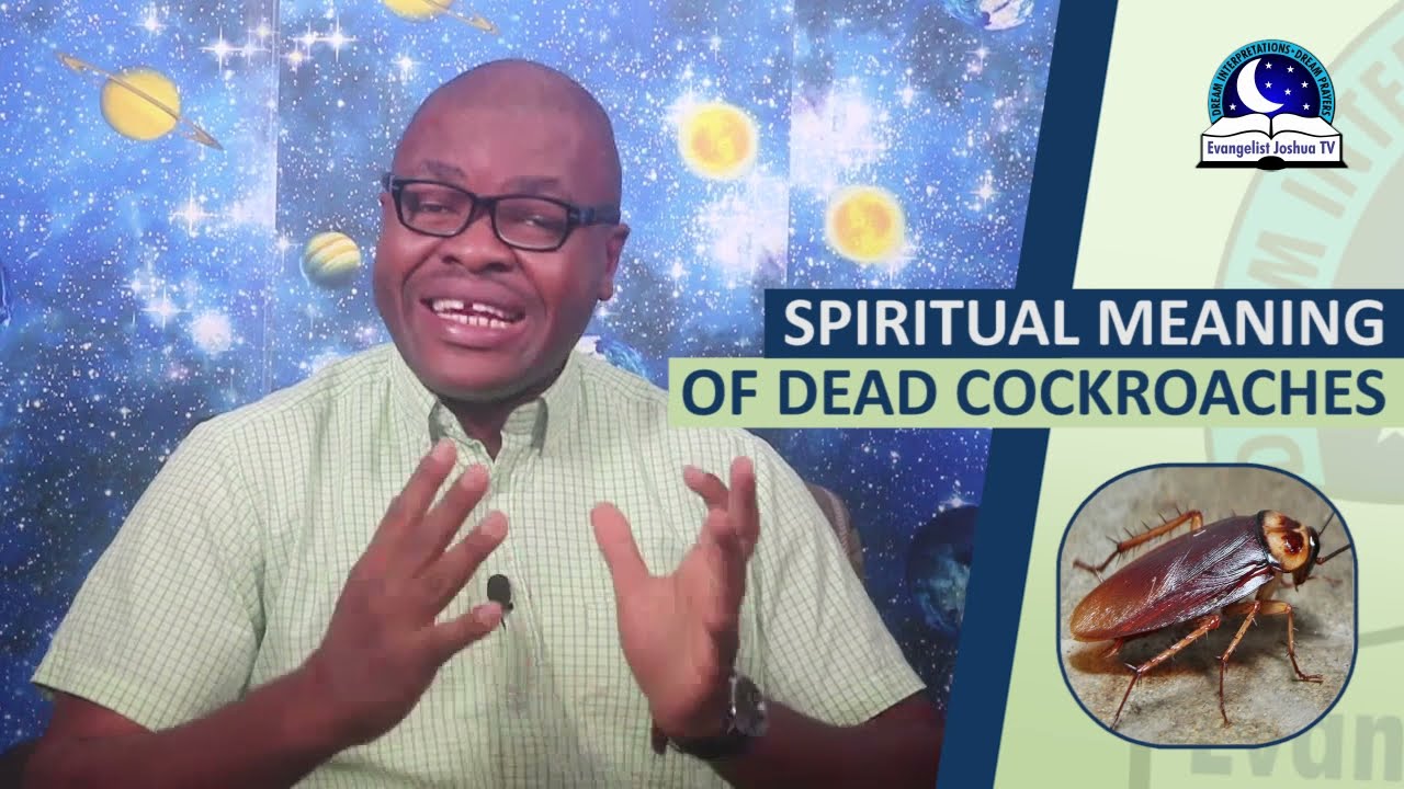 SPIRITUAL MEANING OF DEAD COCKROACHES - Biblical Meaning of Dead Cockroaches In Dreams