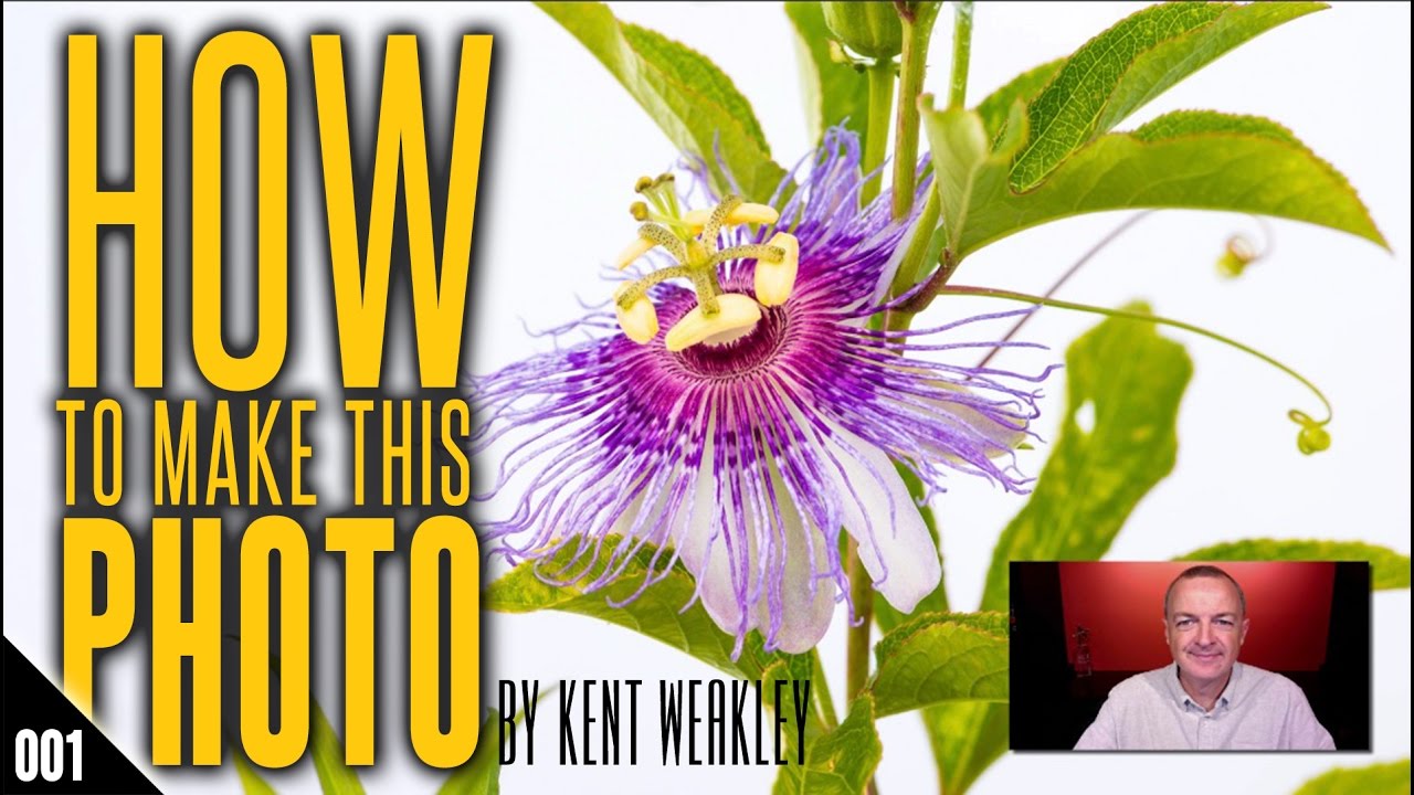 Photograph Wild Flower on White Background – How To Make This Photo: 001 – by Kent Weakley