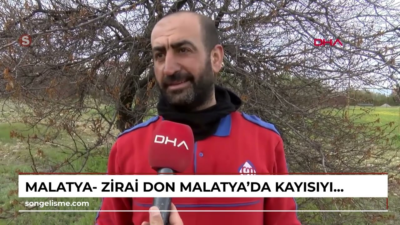 Malatya- Zirai don Malatya'da kayısıyı vurdu; üreticiler destek bekliyor