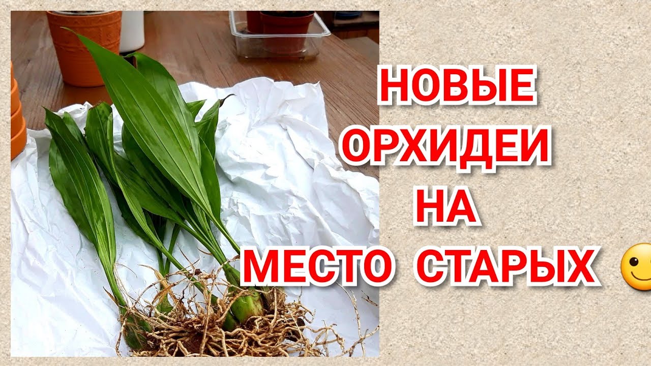 Миграция Орхидей. Новые орхидеи и таких у меня ещё не было и классные горшки для орхидей