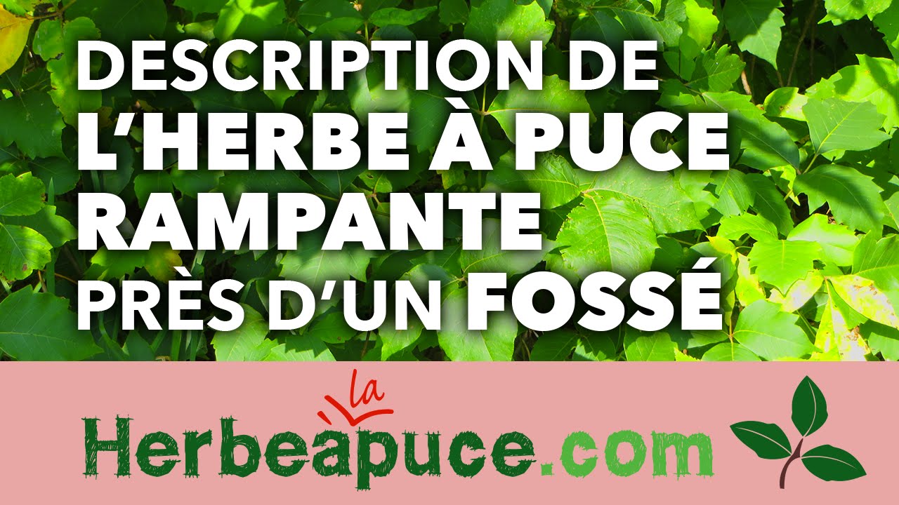 ►#1 Description de l'herbe &agrave; puce rampante, pr&egrave;s d'un foss&eacute; (toxicodendron Rydbergii)