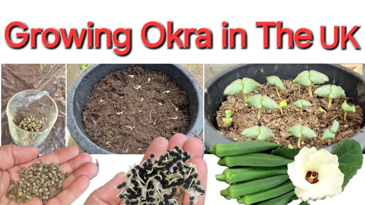 Okra growing UK: tips for growing okra in the UK  | how to grow okra in containers