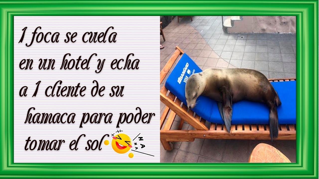 Una Foca Se Cuela En Un Hotel Y Echa A Un Hu&eacute;sped De Su Tumbona Para Tomar El Sol ☀⛱🌊🐬🤣🤣🤣