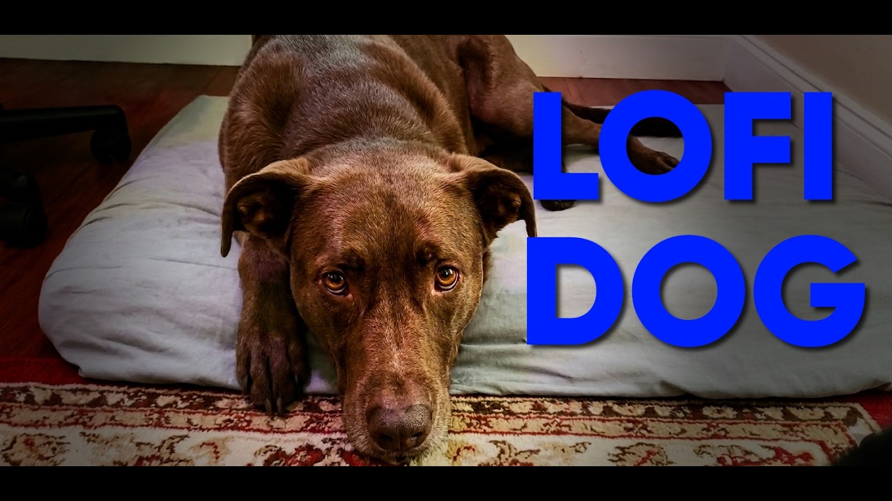 making real lofi music, live with my dog