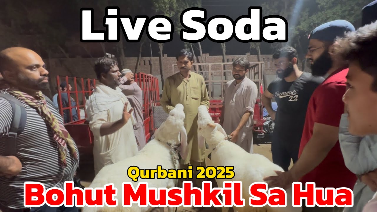 Bohot Mushkil Sein Hua soda | Sindhi Chatre big size | qurbani 2025 | Lahore Bakra Mandi shapur