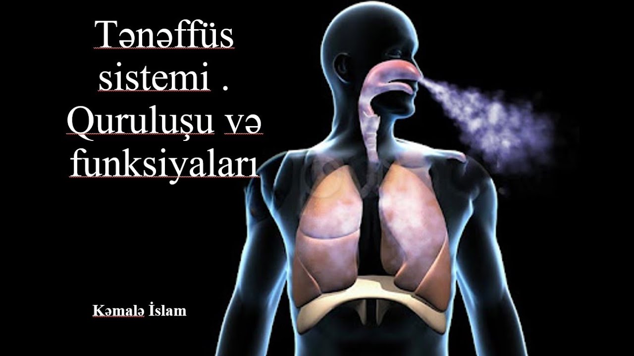 Tənəffüs sisteminin quruluşu və funksiyaları