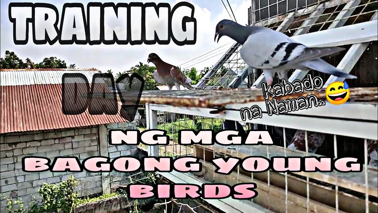 Training day ng mga bagong young birds