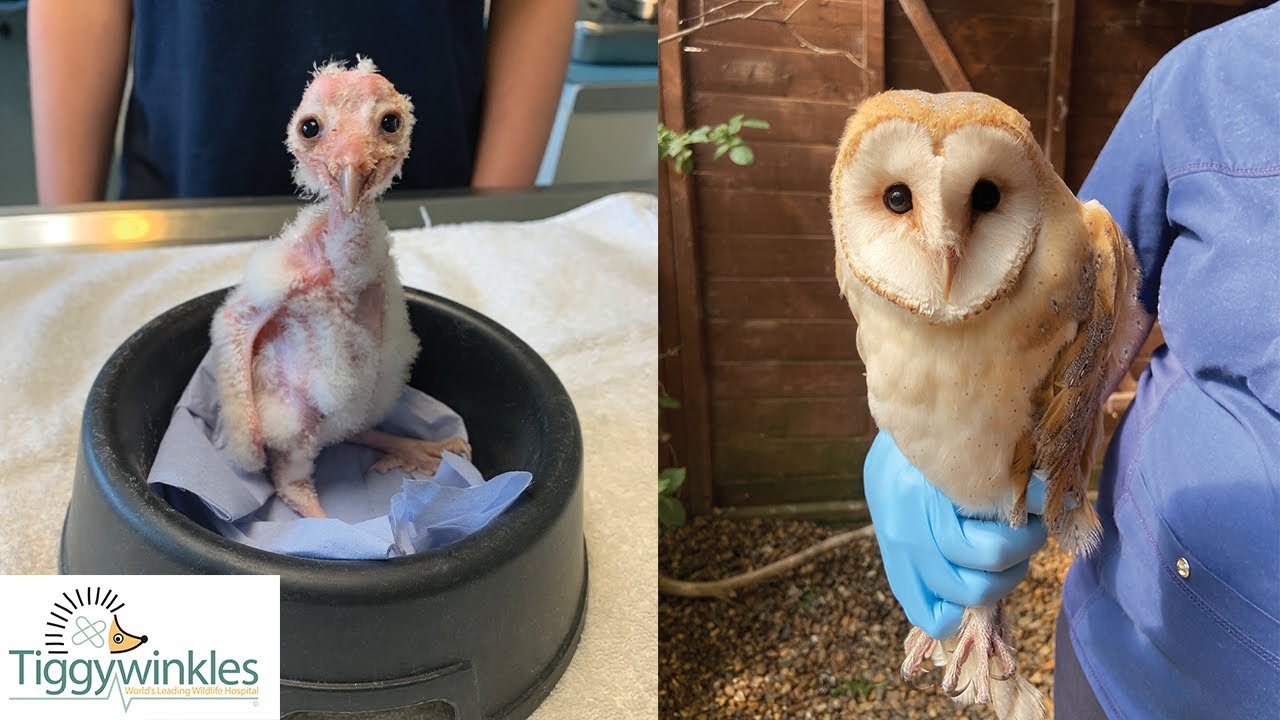 Tiny Baby Barn Owl Makes Amazing Transformation!