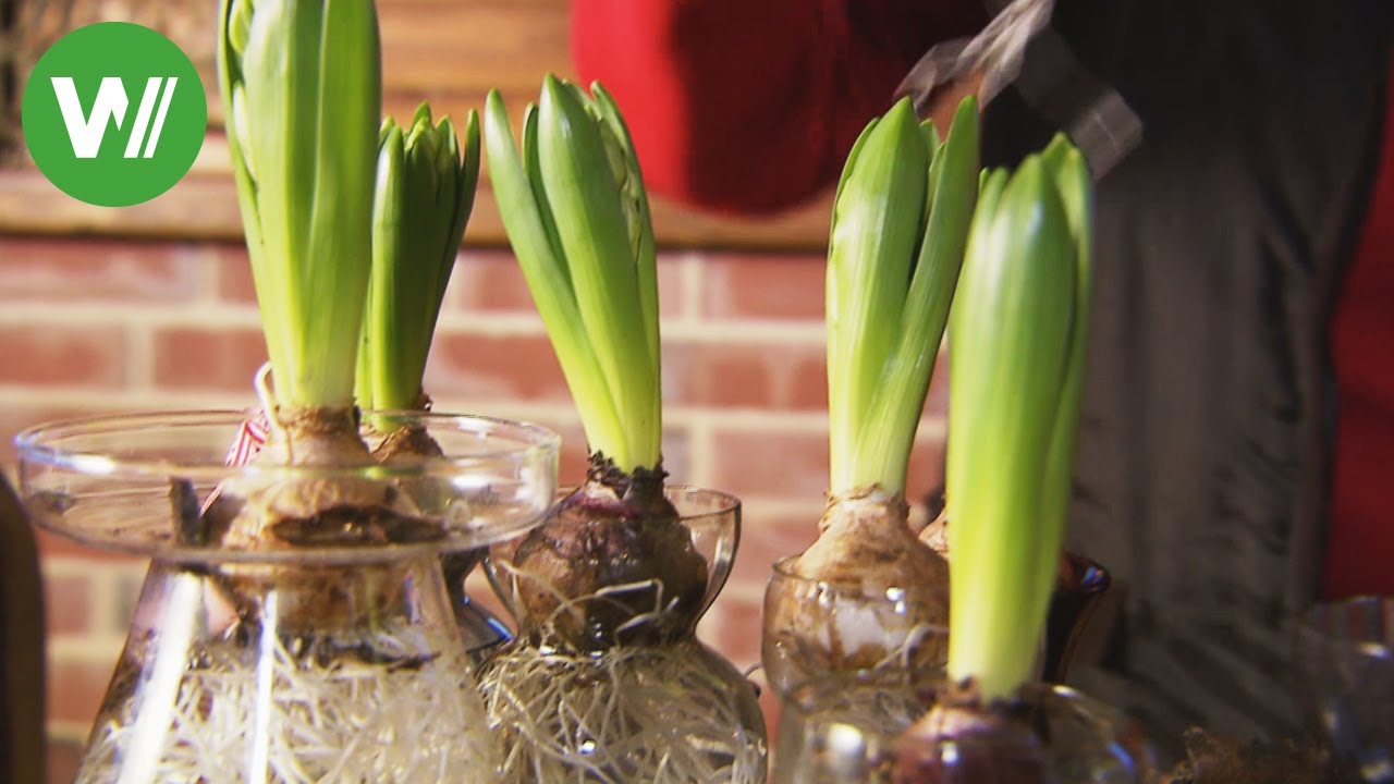 Hyazinthen im Puppenbett - endlich Fr&uuml;hling