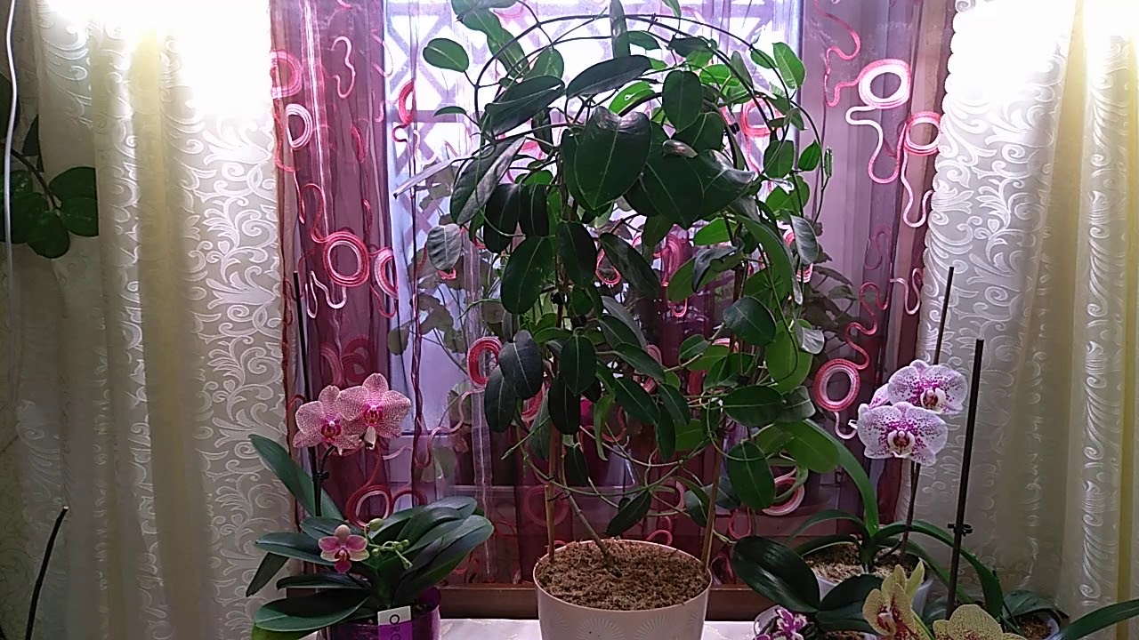 Стефанотис ( мадагаскарский жасмин). Посадка, уход, содержание.