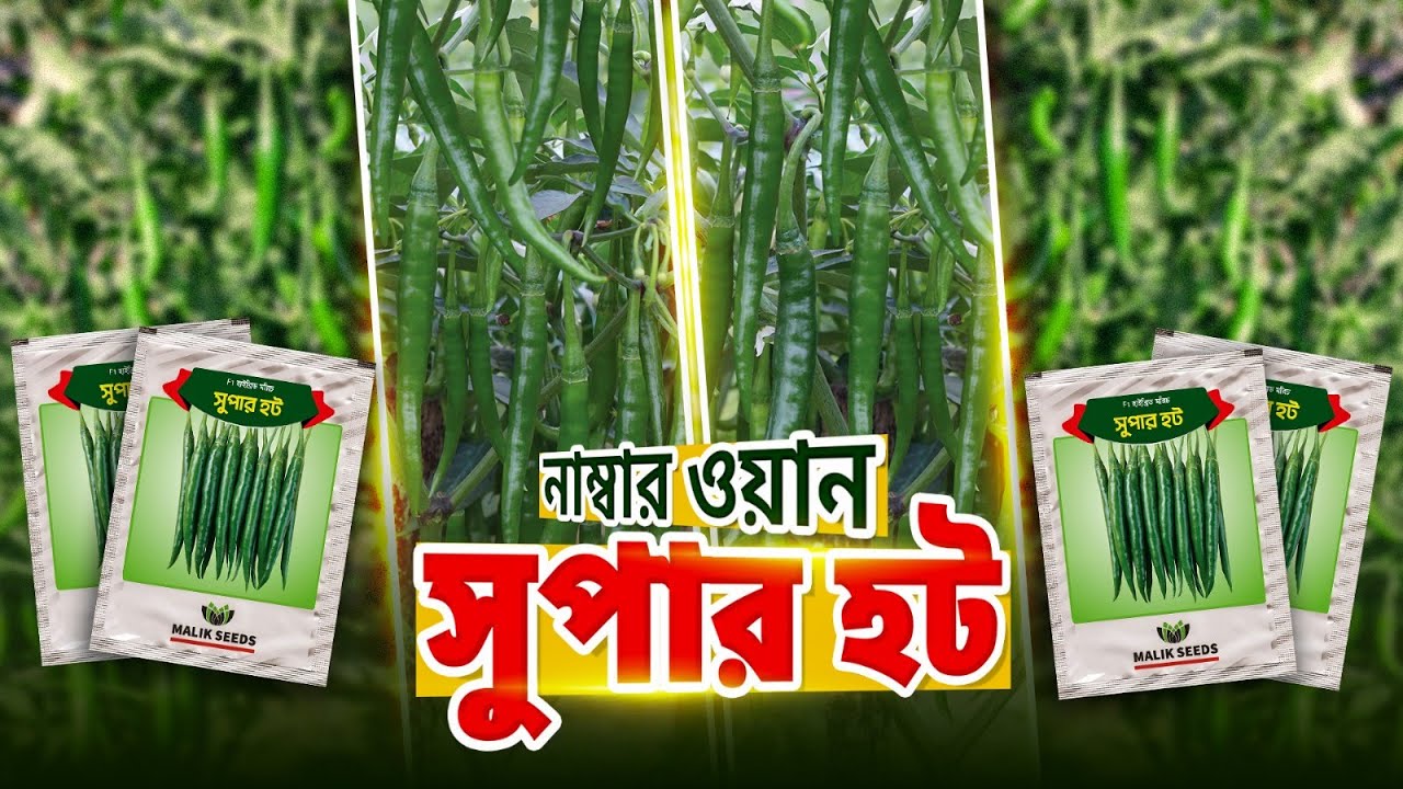 বাজার সেরা মরিচ কোনটি?