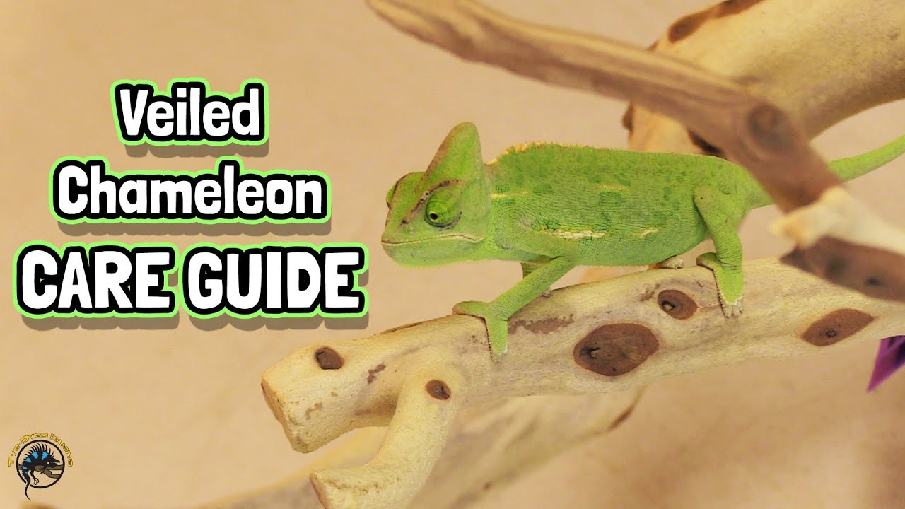 How to Take Care of a Veiled Chameleon - A TDI Care Guide!