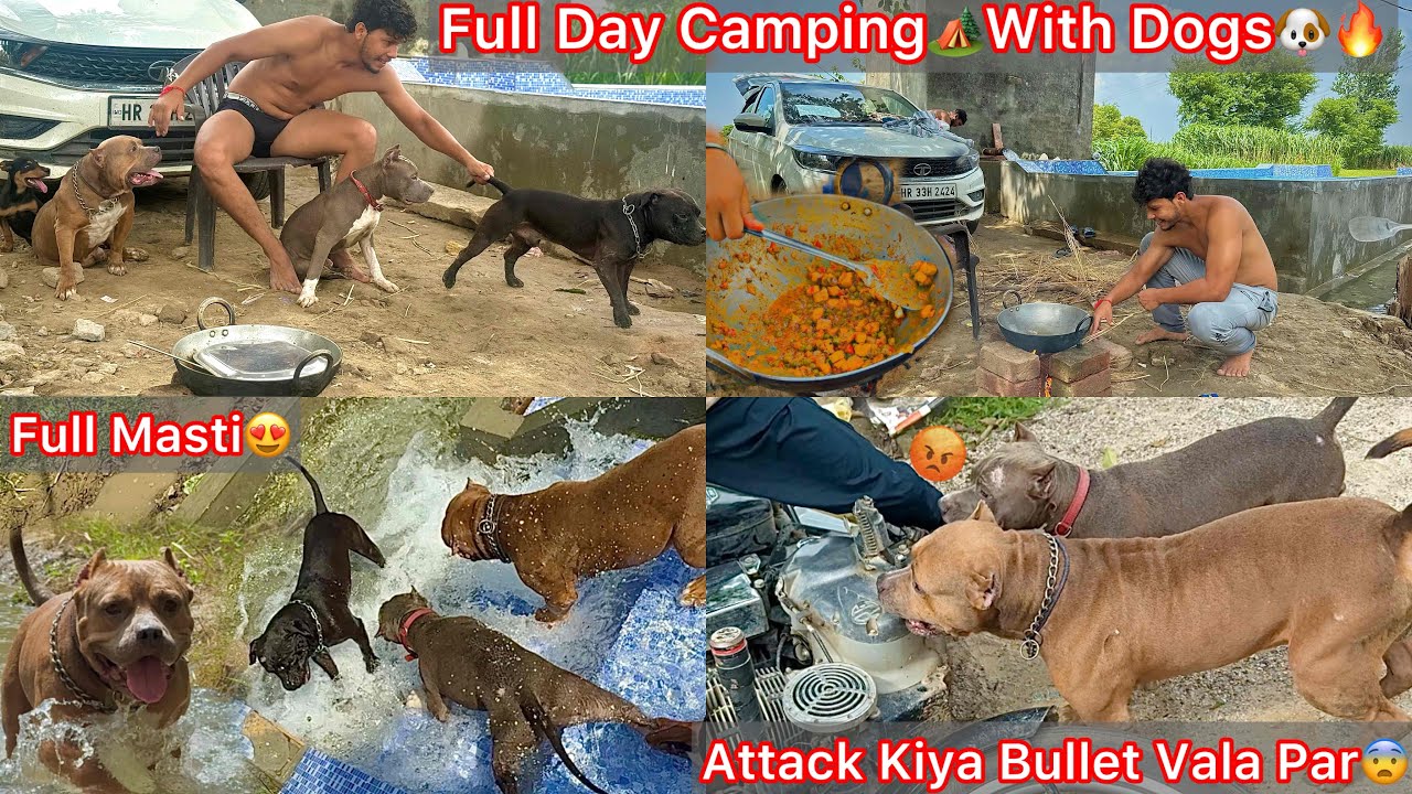 Full Day Camping🏕️Ki Dogs K Sath🐶Full Masti🔥Dogs N Mil Kar Bullet Vala Par Atack Kiya😰Bullet Ger Gye