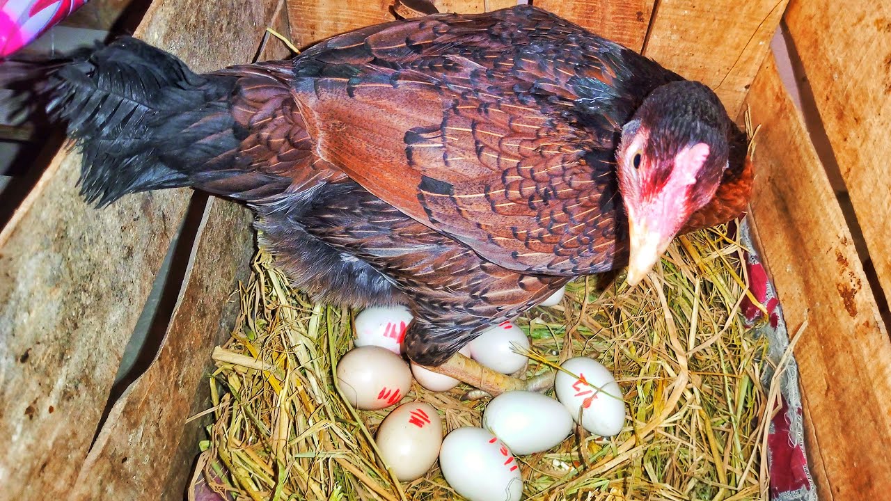 Aseeel Murgi Egg 🥚🥚 Dene Agaee Subscribe like share My YouTube channel @Birdyswings 😍😍🥰🥰❤❤