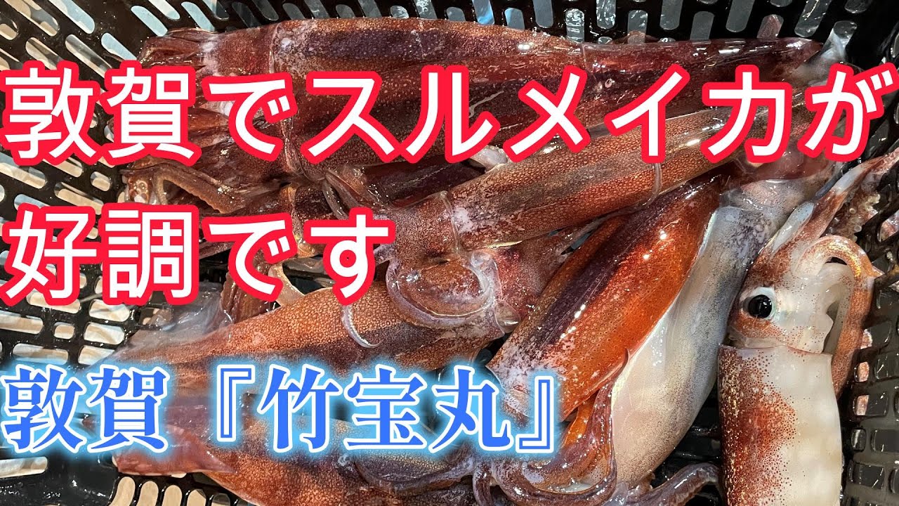 【敦賀スルメタル・タルイカジギング】福井県敦賀色浜から『竹宝丸』さんでタルイカジギングにチャレンジしてきました。