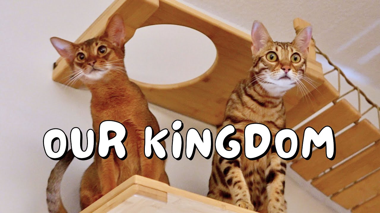 We built a cat wall jungle gym for our Bengal and Abyssinian kitten | Ep 23