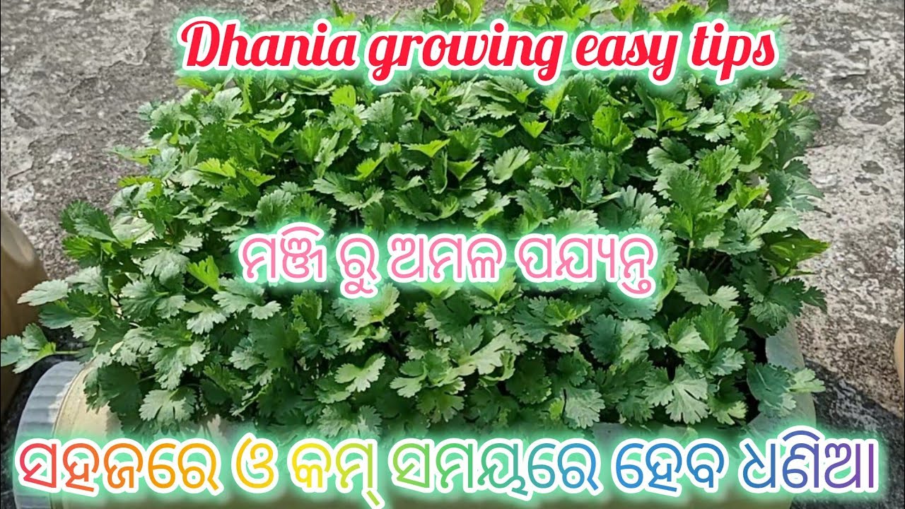 କିପରି କମ୍ ସମୟରେ ହେବ ଧଣିଆ ପତ୍ର//ସଂପୂର୍ଣ୍ଣ germination ମିଳିବ ଏହି trick follow kale#organicgardning