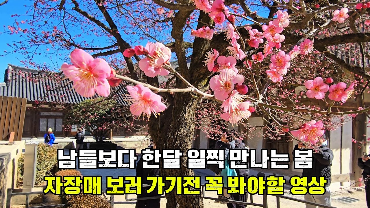 추위를 뚫고 피어난 통도사 홍매화 (2026.02.07) 실시간