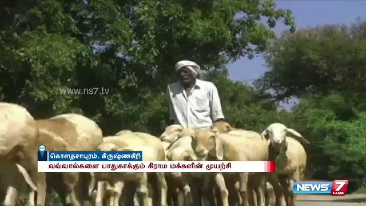 Krishnagiri Village which doesn't celebrate Diwali for the sake of Bats | News7 Tamil