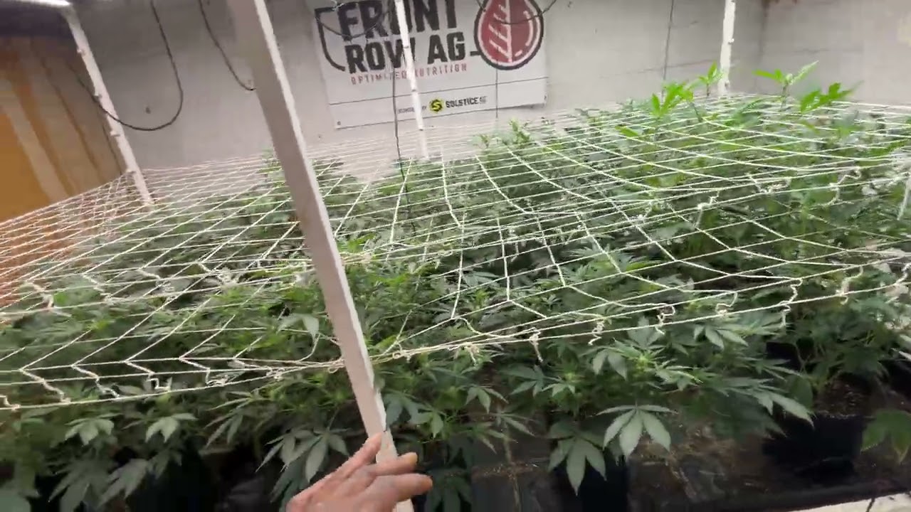 Cookies Seedbank &ldquo;Wet Wet&rdquo; & Faceded Canna &ldquo;Eggoz&rdquo; In door grow Day 15 Flower 