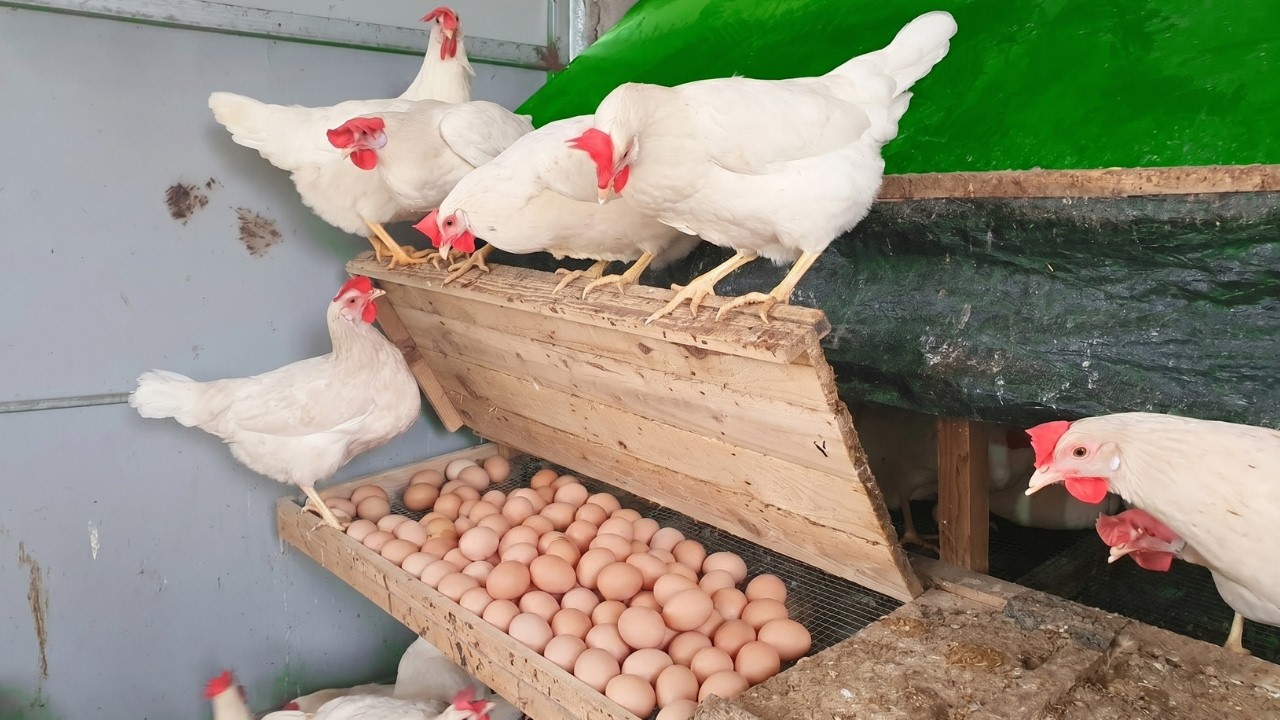 Unbelievable Egg Harvest! Collecting Hundreds of Fresh Chicken Eggs.
