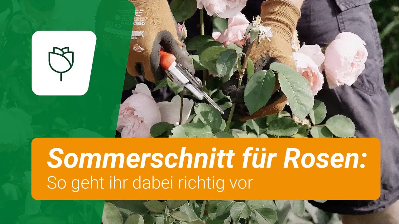 Sommerschnitt f&uuml;r Rosen: So geht ihr richtig vor