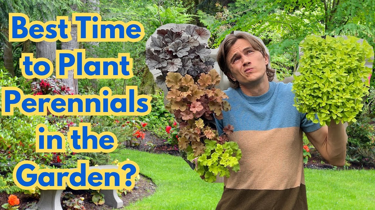 When is Best time to Plant Perennials in the Garden?