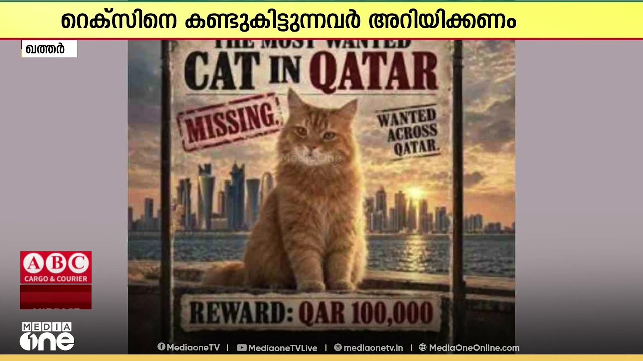 കണ്ടെത്തിയാൽ 26 ലക്ഷം ഇനാം; ഖത്തറിലെ സമൂഹമാധ്യമങ്ങളിൽ ഒരു പൂച്ചയാണ് ഇപ്പോഴത്തെ താരം