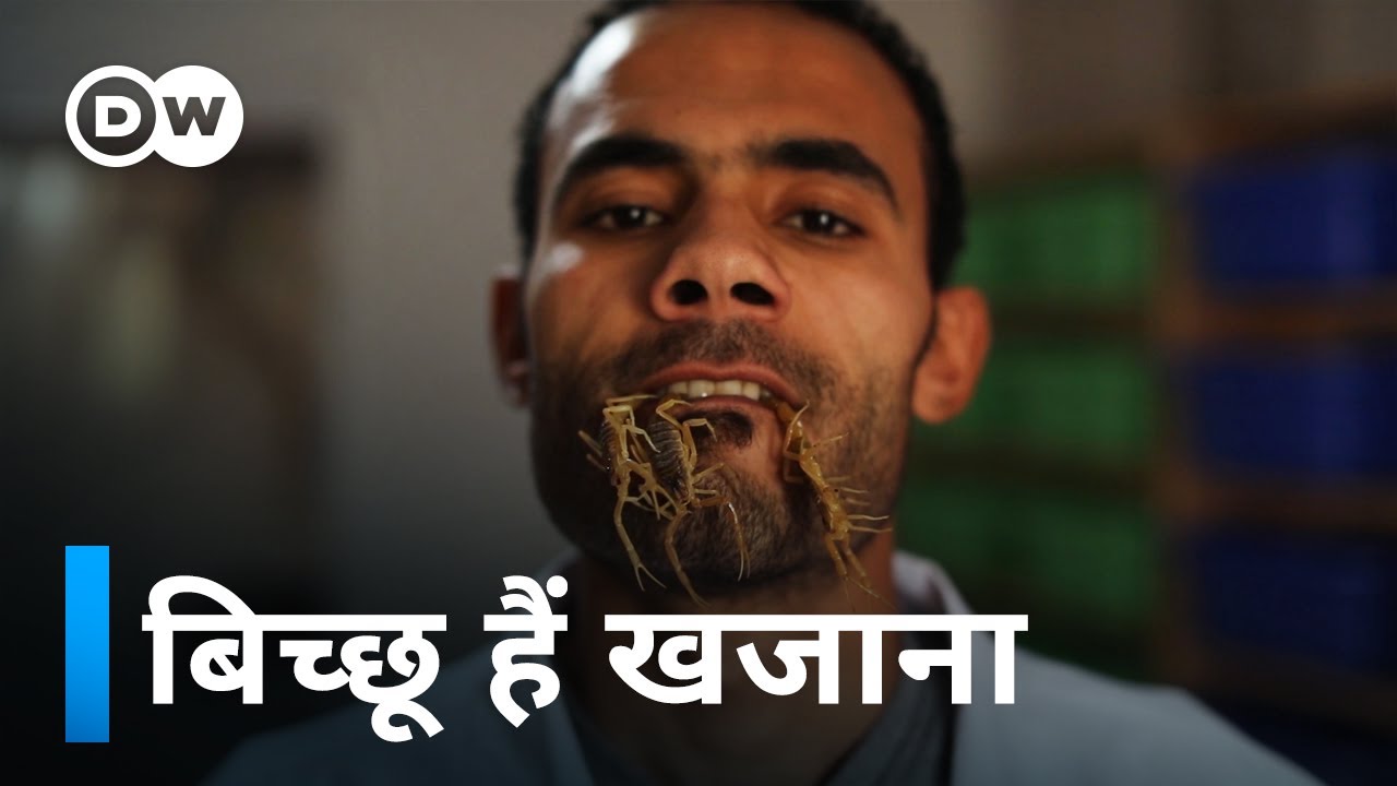 जहर से पैसा बनाने का आइडिया, देखिए [Egypt's scorpion and snake poison extractor]