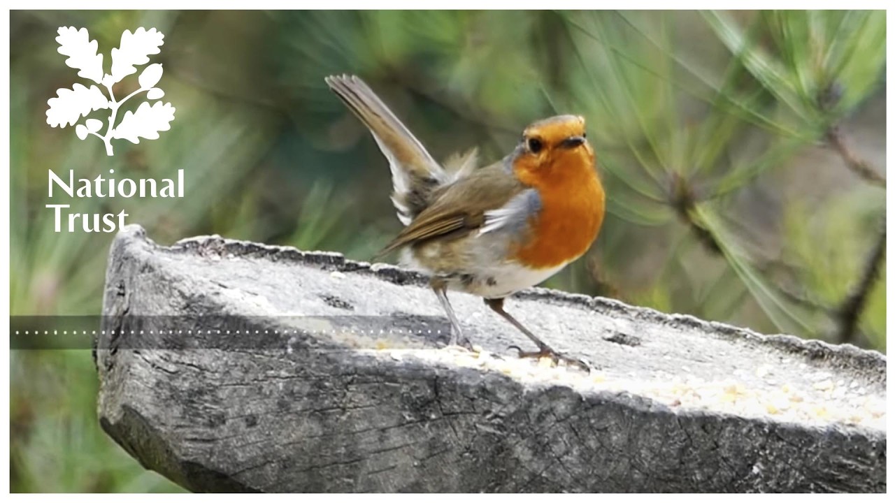 Winging it in the City | Urban Bird Spotting | National Trust Podcast
