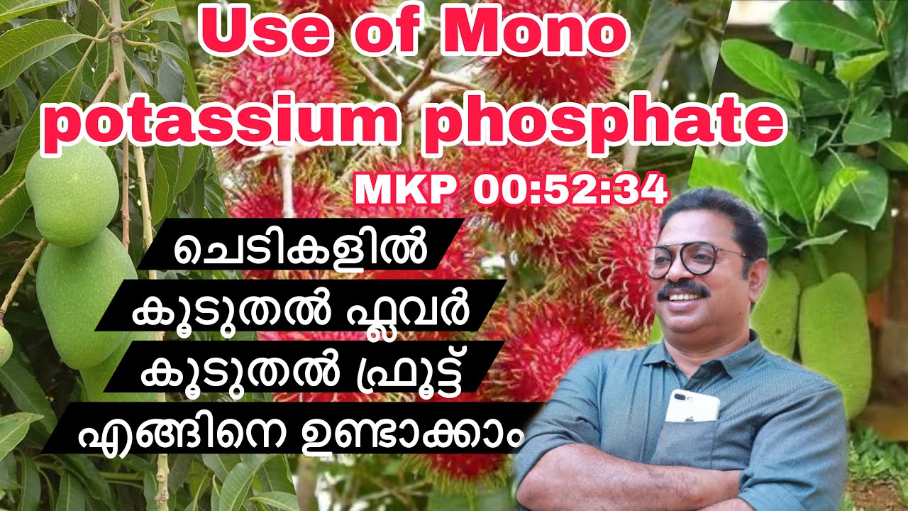 Use of mono potassium phosphate MKP00-52-34ചെടികളിൽ കൂടുതൽ ഫ്ലവർ കൂടുതൽ ഫ്രൂട്ട് എങ്ങിനെ ഉണ്ടാക്കാം