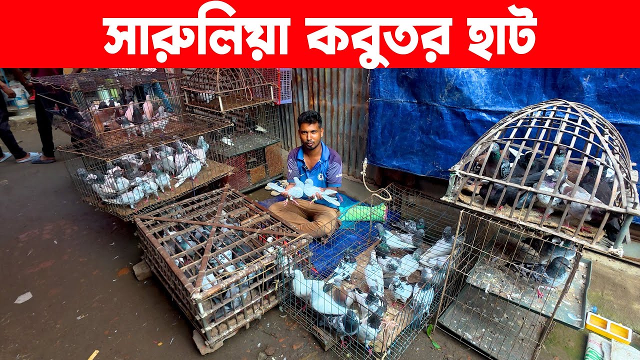 সারুলিয়া কবুতর হাট ৬-১০-২০২৫ | kobutor hat | today pigeon market in bd | Saroliya kobutor hat
