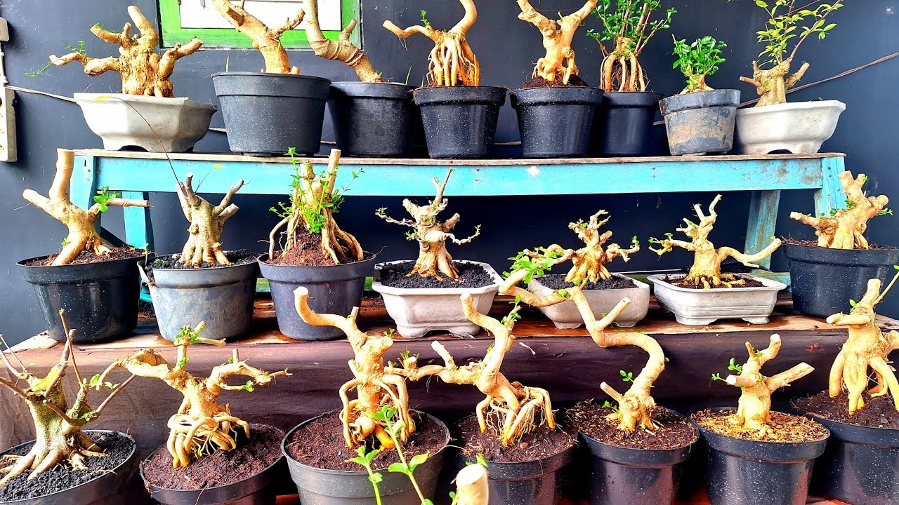 Cek Harga Murah Berbagai Jenis WaO8533O175237 (BP Lumanjang)