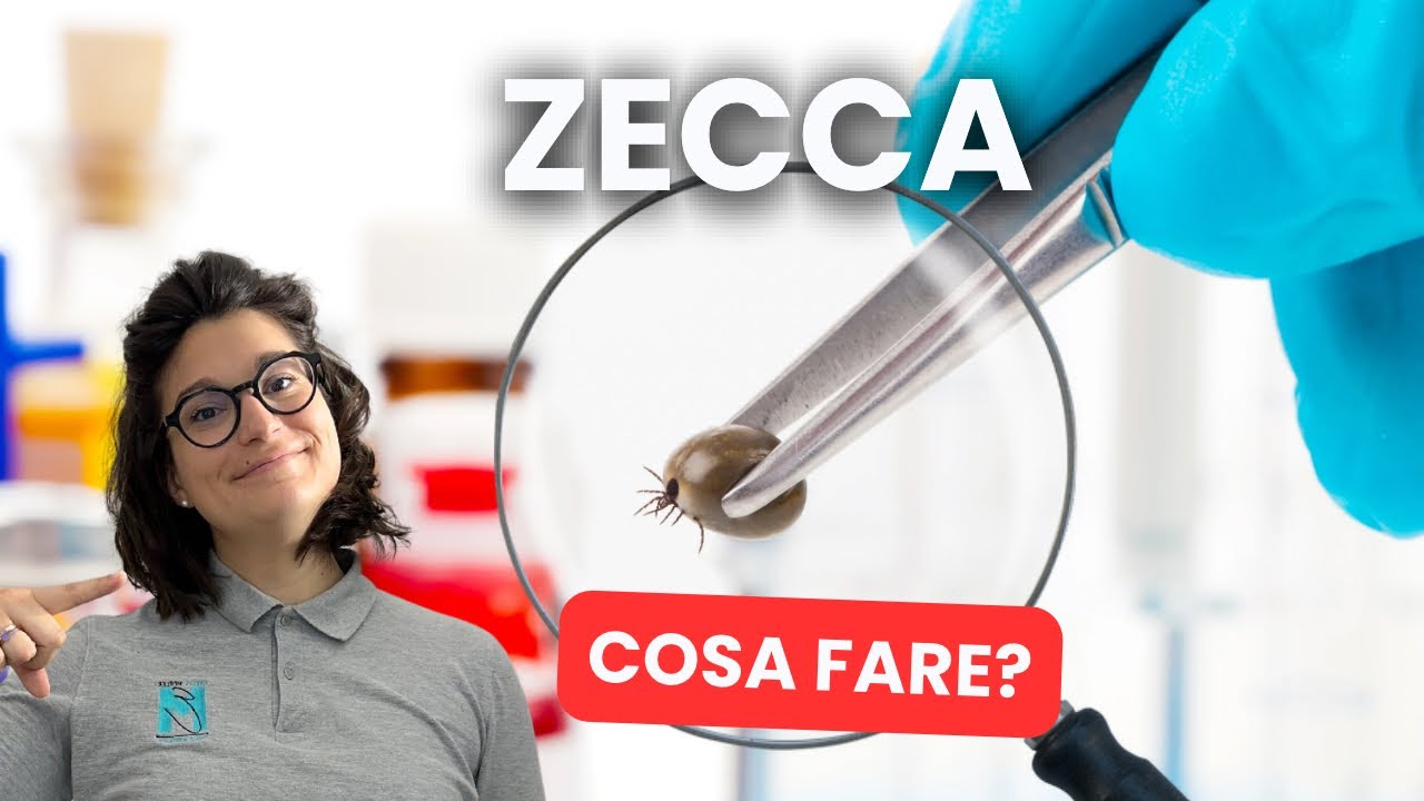 Tutto quello che devi sapere sul MORSO DI ZECCA: cosa fare? Come prevenirlo?