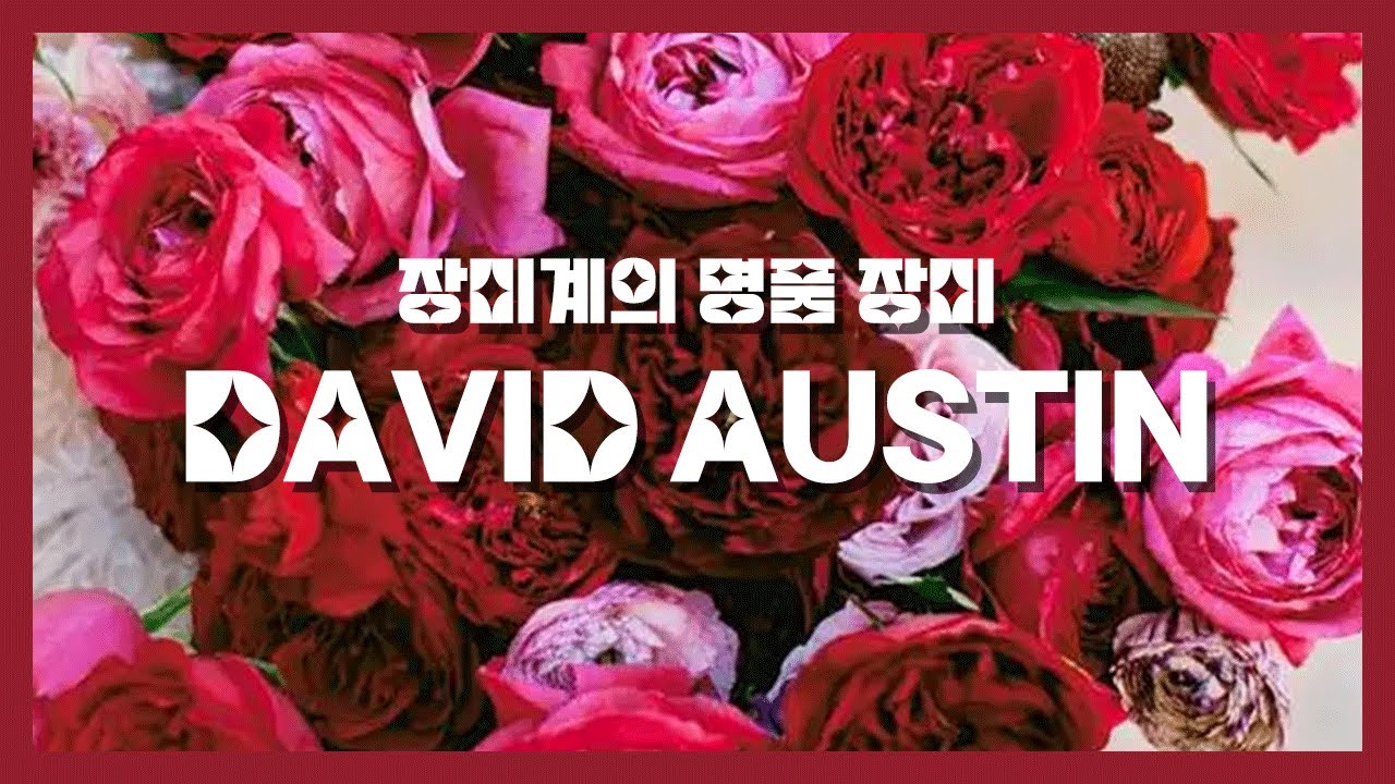 극강의 향기와 아름다움을 지닌 '데이비드 오스틴' 영국장미 | 브랜드 소개 | 장미 추천