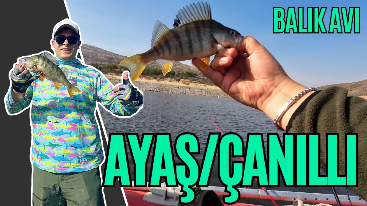 PERCH & TURNA AVI | AYAŞ ÇANILLI (ASARTEPE) BARAJI | KASIM 2025