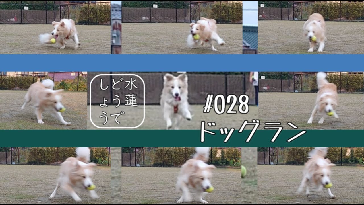 【028】ドッグラン!!
