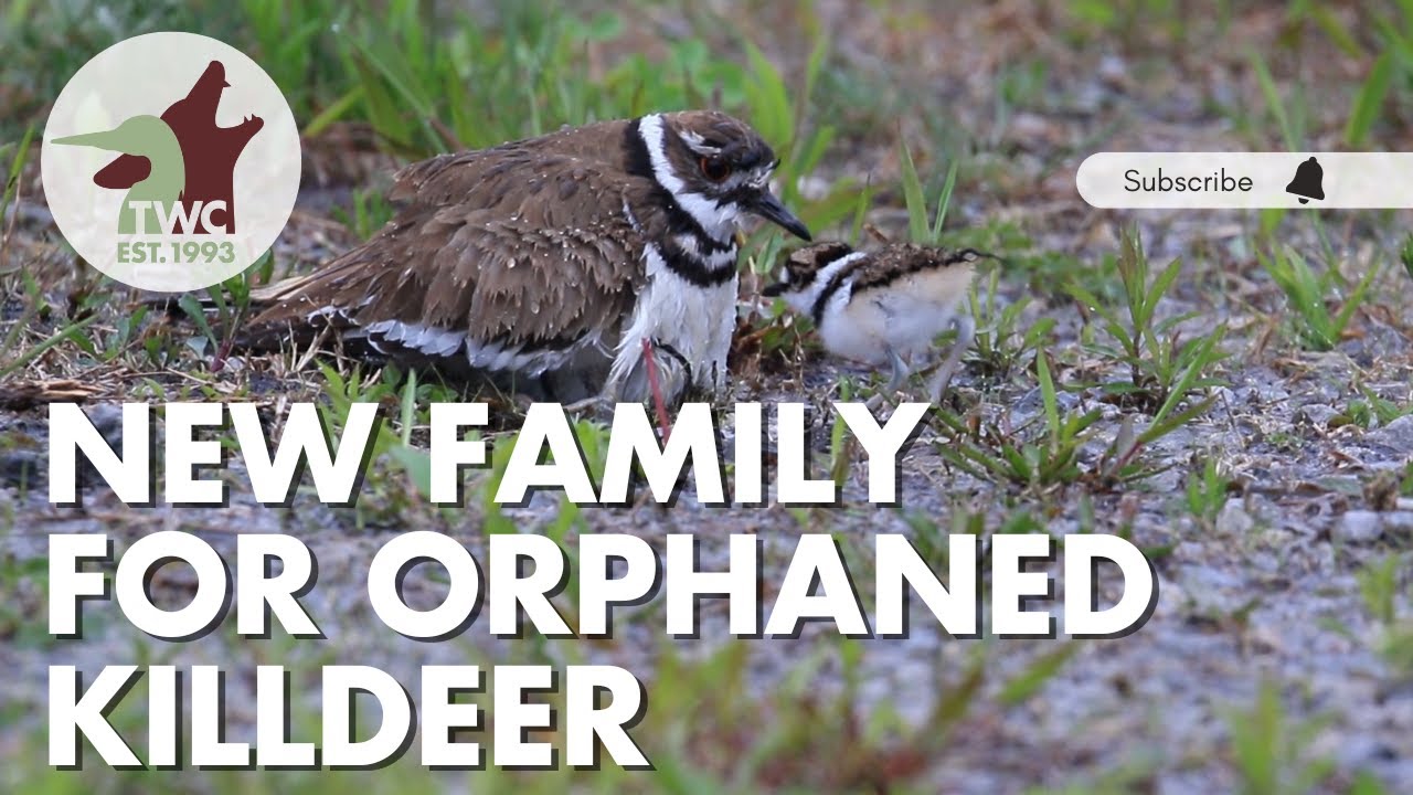 Tiniest floof | Baby killdeer saved at Toronto Wildlife Centre