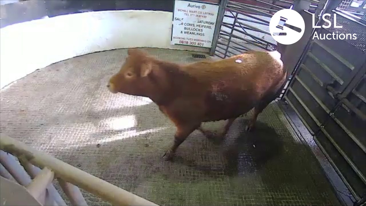 LSL Auctions - Popular Heifer at Aurivo Livestock Mart Mohill - Lot 902 - LSLAuctions.com