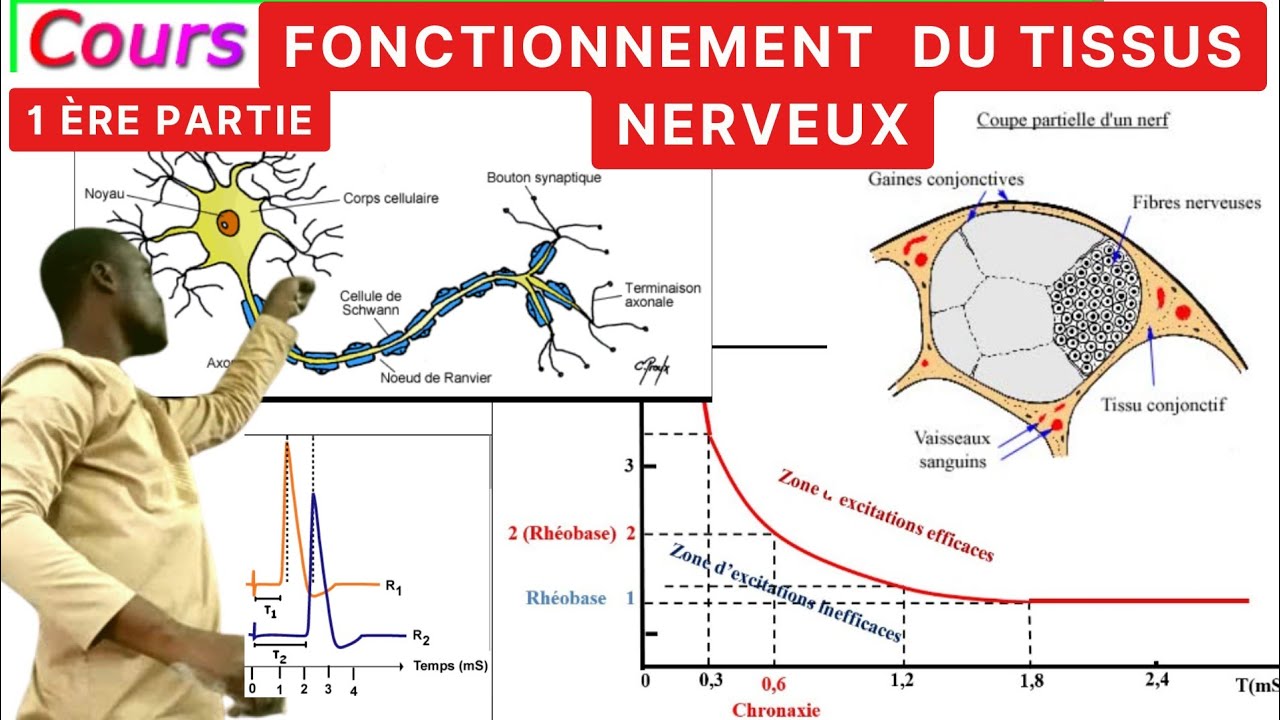 SVT#Fonctionnement du tissus nerveux#1è Partie#structure Nerveuse//Tle S