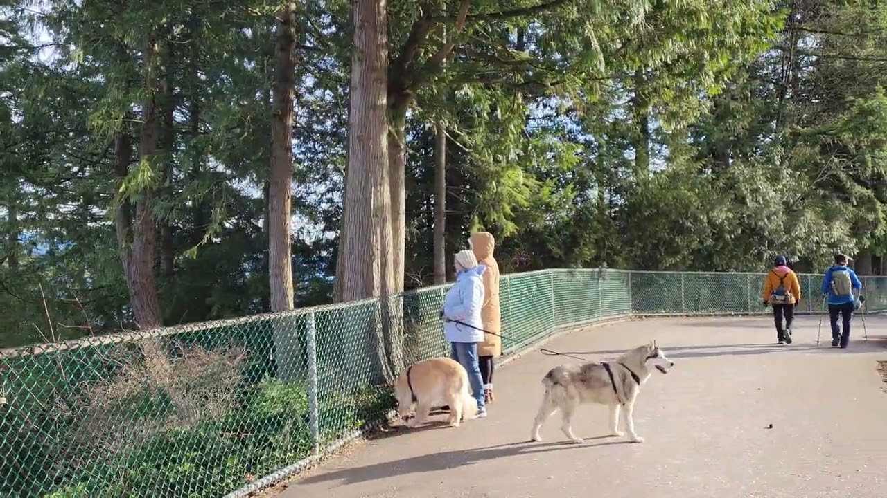 Walking around Burnaby Mountain Park BC 🇨🇦 2025