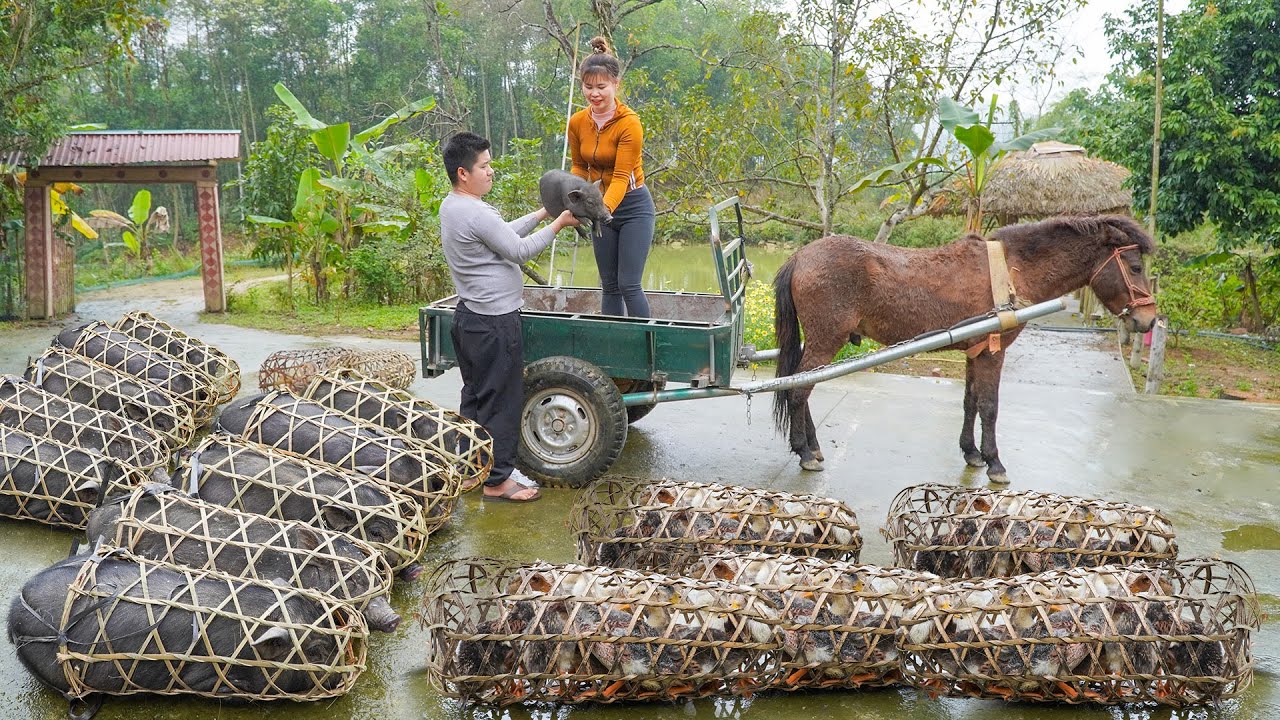 Buy a Herd of Piglets and Ducklings to Raise. Use Horse-drawn Carriage for Transportation