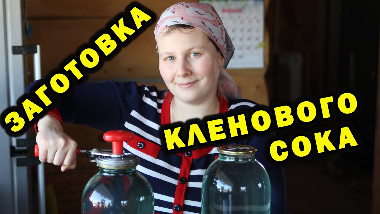 Заготавливаем кленовый сок. В этот раз решили законсервировать по технологии березового сока.